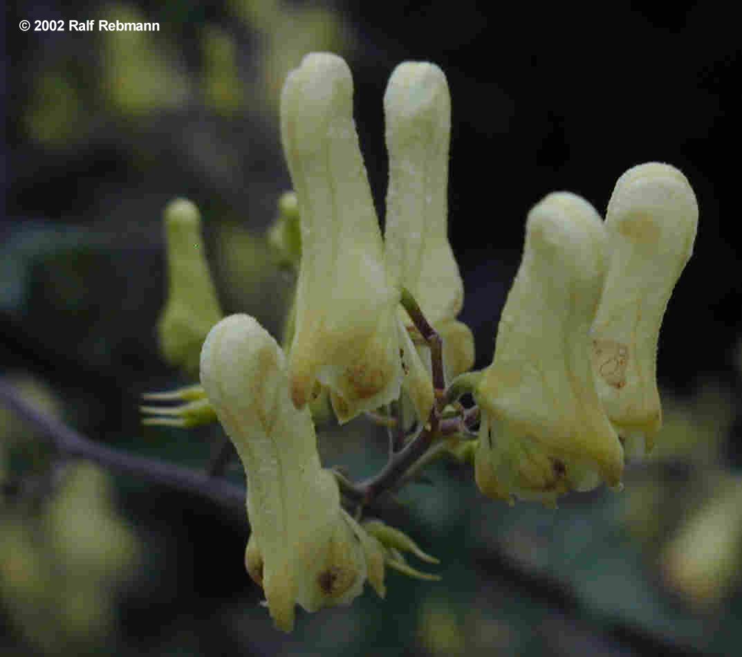 Aconitum lycoctonum Bild01